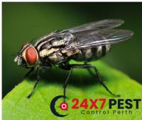247 Flies Pest Control Perth image 3